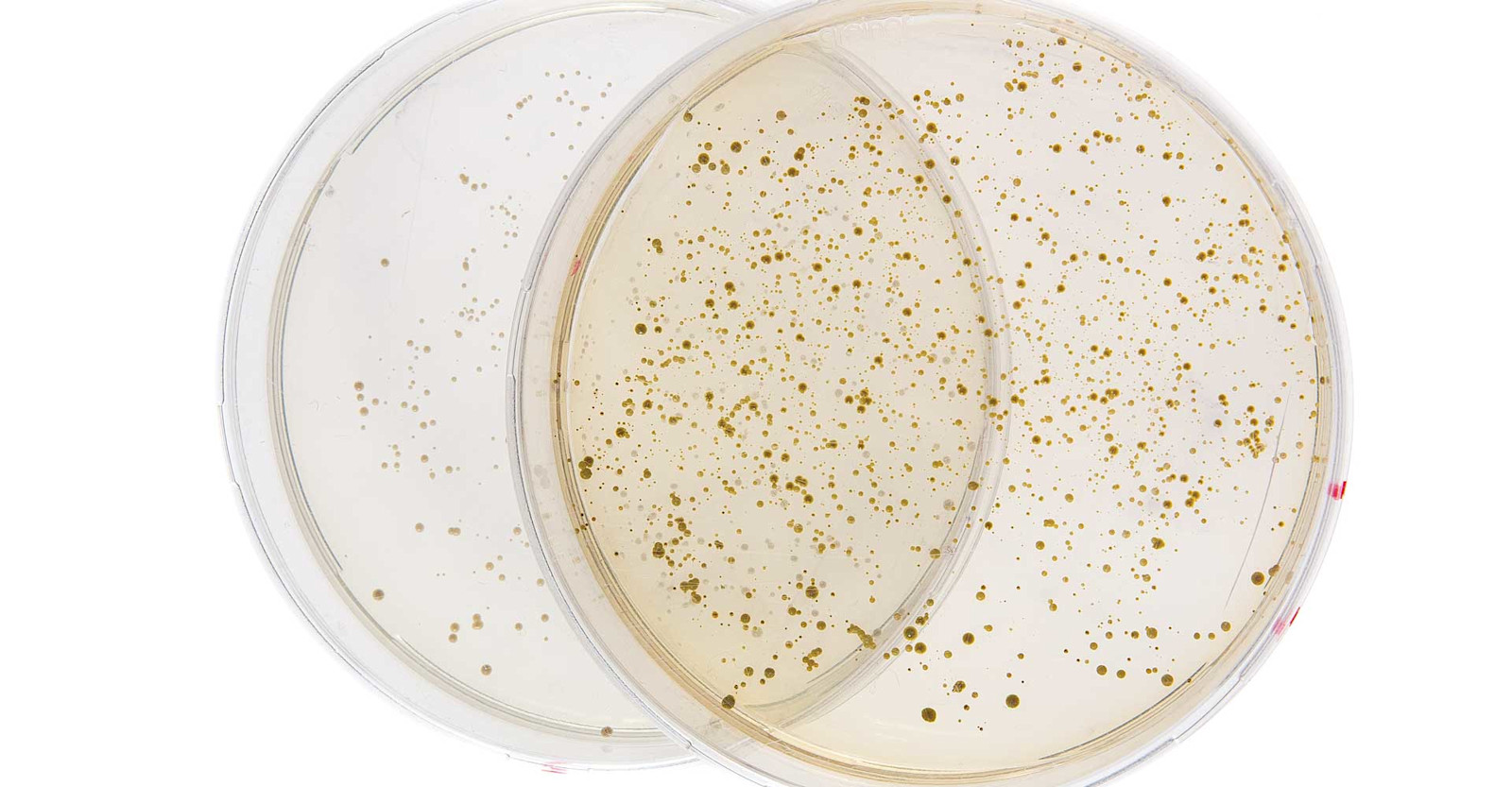 Bugs Gone Wild! Primary Image