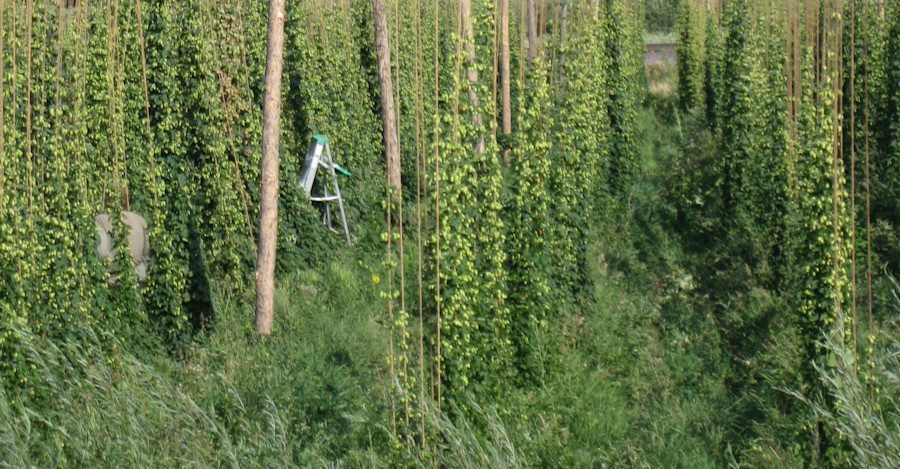 7 Steps to Growing Your Own Hops Image