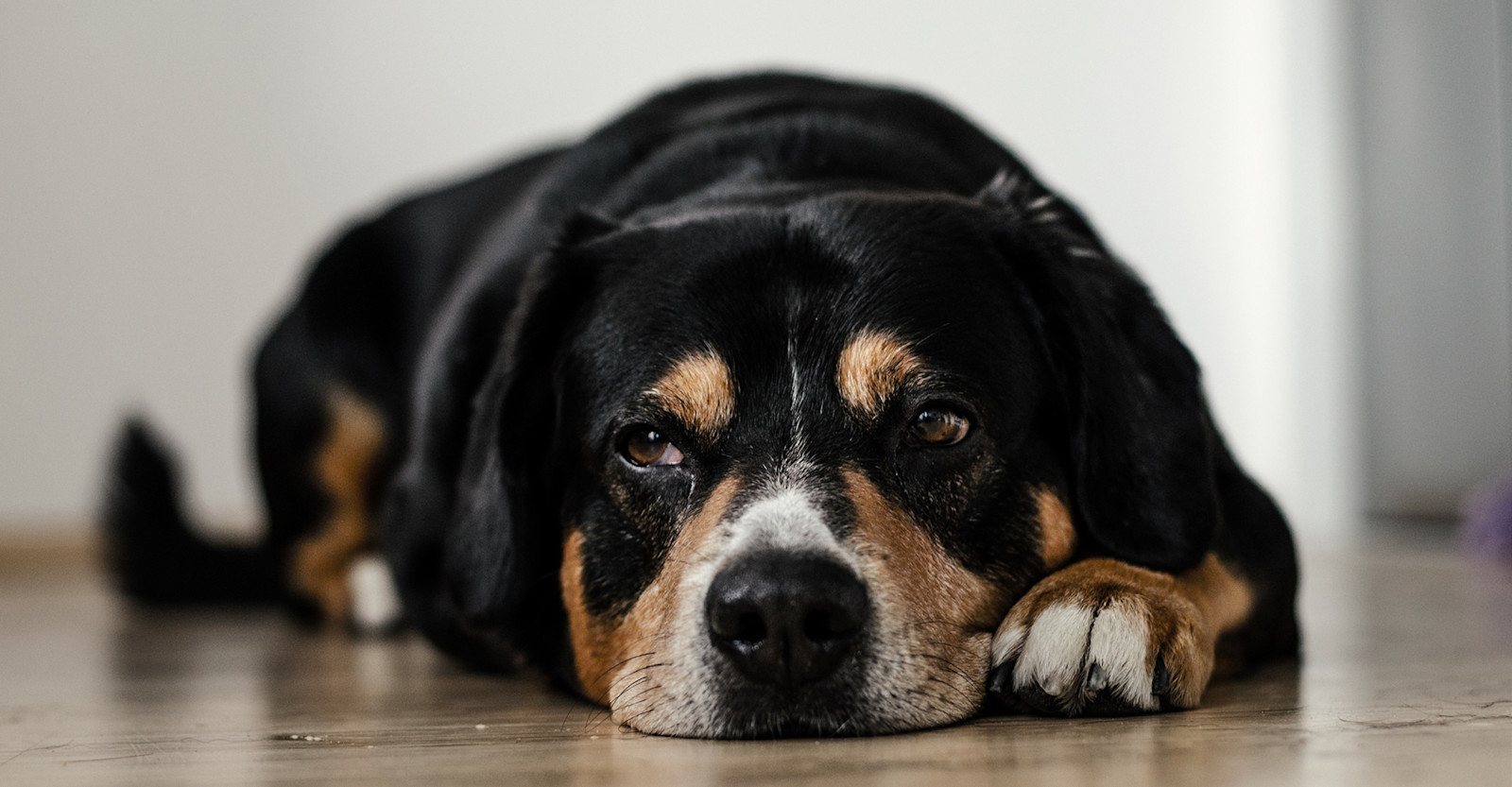 Attention Brewers: Keep Your Dog Safe on Brew Day Primary Image