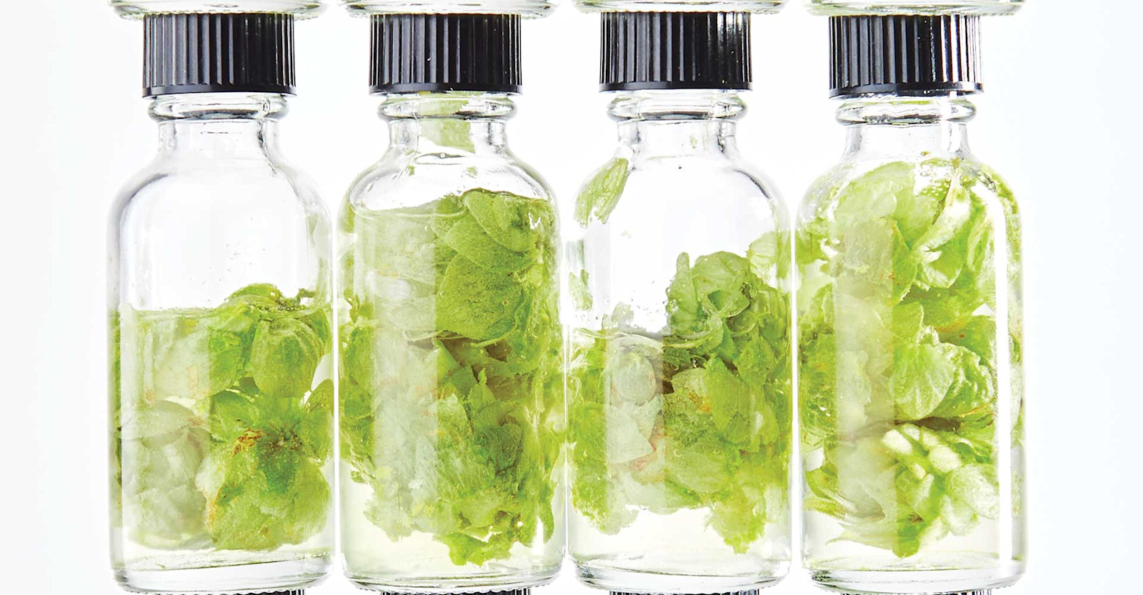 Hops Oils & Aroma: Uncharted Waters Primary Image