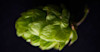 The Secret of Hops is Malt Image