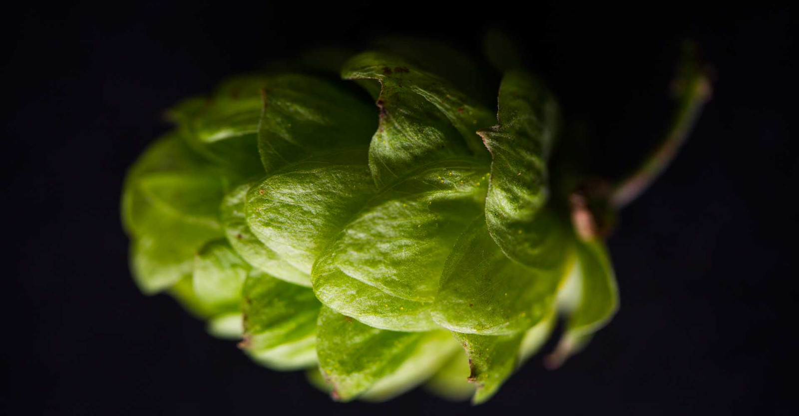 The Secret of Hops is Malt Primary Image
