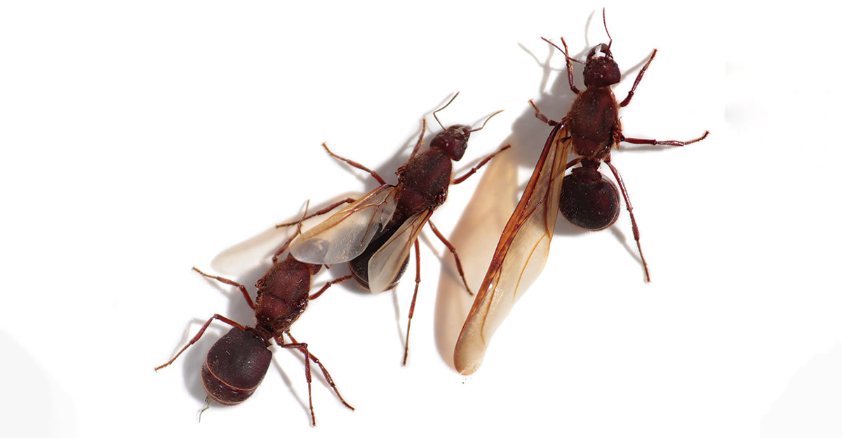 Recipe: Forager Chicatana Barrel-Aged Stout Primary Image