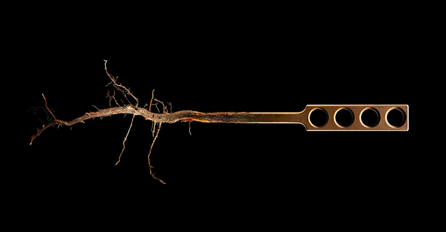 Rooted: Commercial Brewers and Their Homebrewing Partners Image