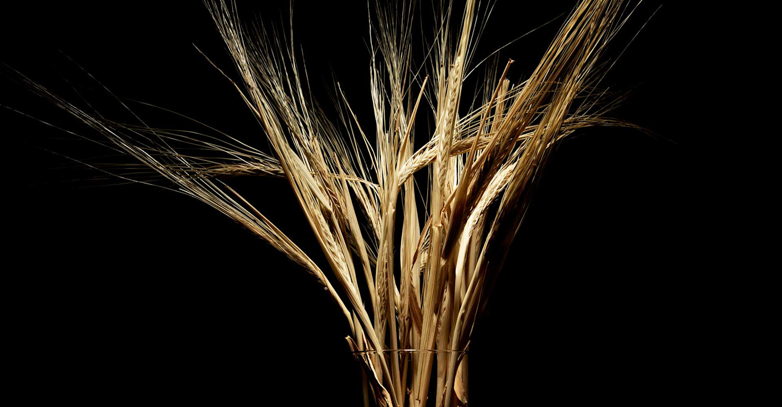 Malt Conditioning: Have Your Cake and Eat It, Too Primary Image