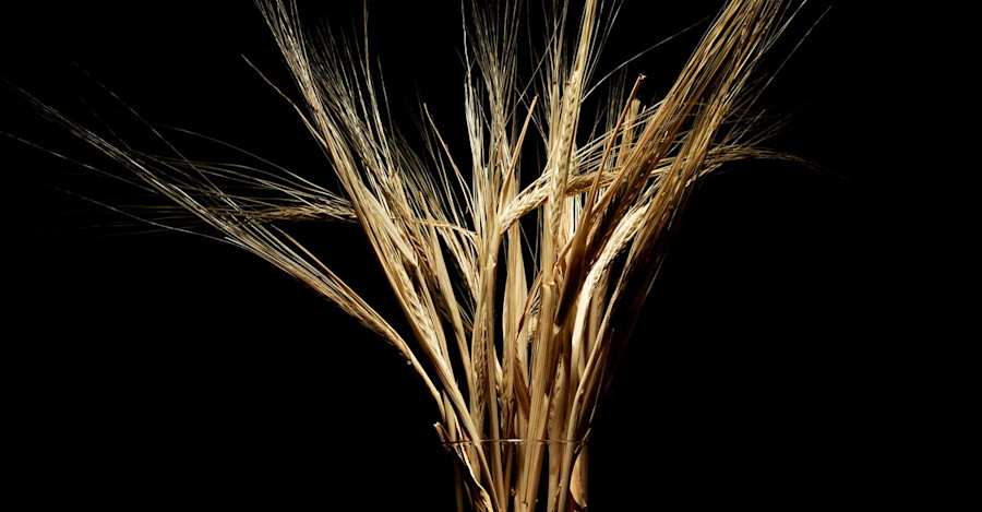 Malt Conditioning: Have Your Cake and Eat It, Too Image