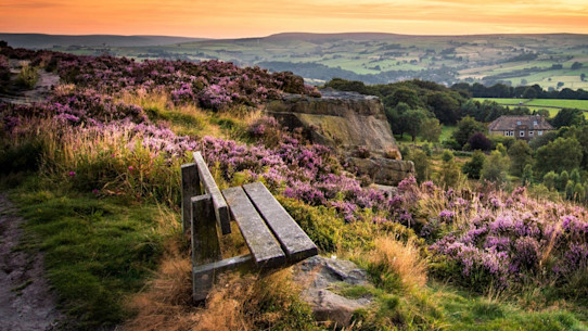 Blooming heather and a bench on a hill in Norland, Halifax, West Yorkshire.