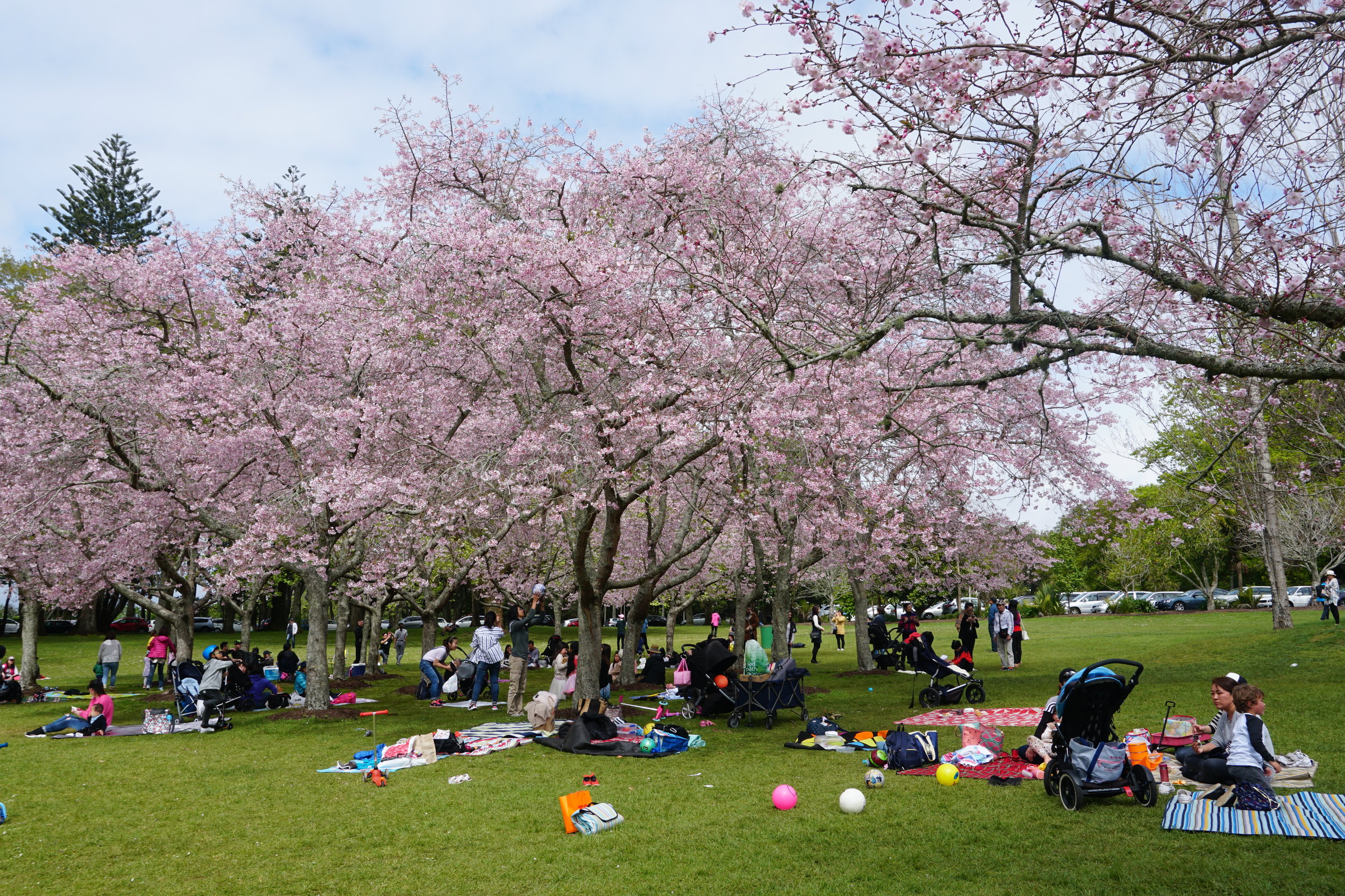 Cornwall Park in Auckland