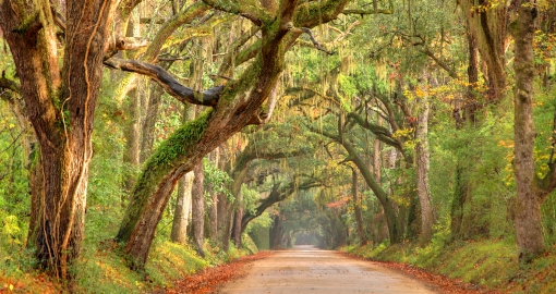 Lowcountry Road near Charleston South Carolina