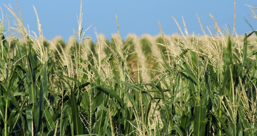 Nebraska Corn
