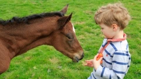 Study Animal Care Management Abroad