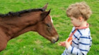 Study Animal Care Management Abroad