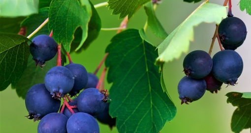 Saskatoon berries