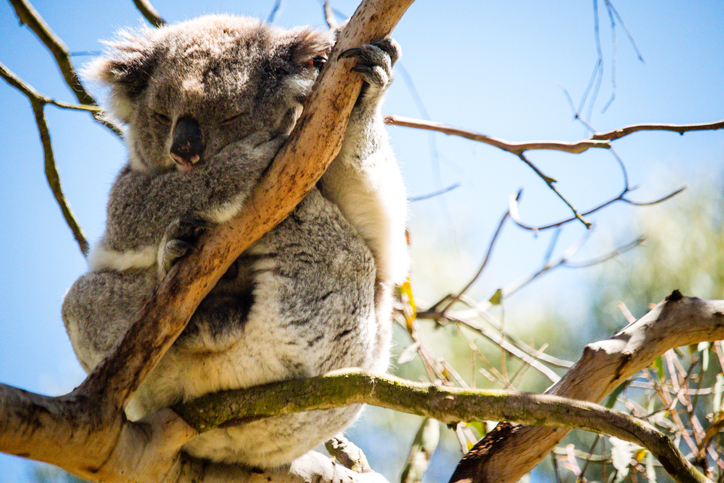 Holding a koala in Australia อุ้มโคอาล่าในออสเตรเลีย