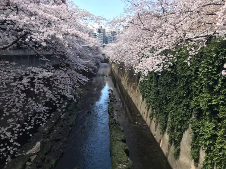 Japan government scholarship