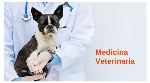 Mejores países para estudiar medicina veterinaria