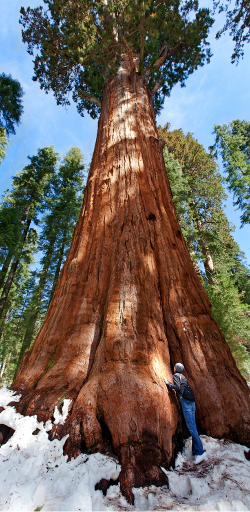 person admiring giant sequoia in sequoia national park at winter, tourism concept
