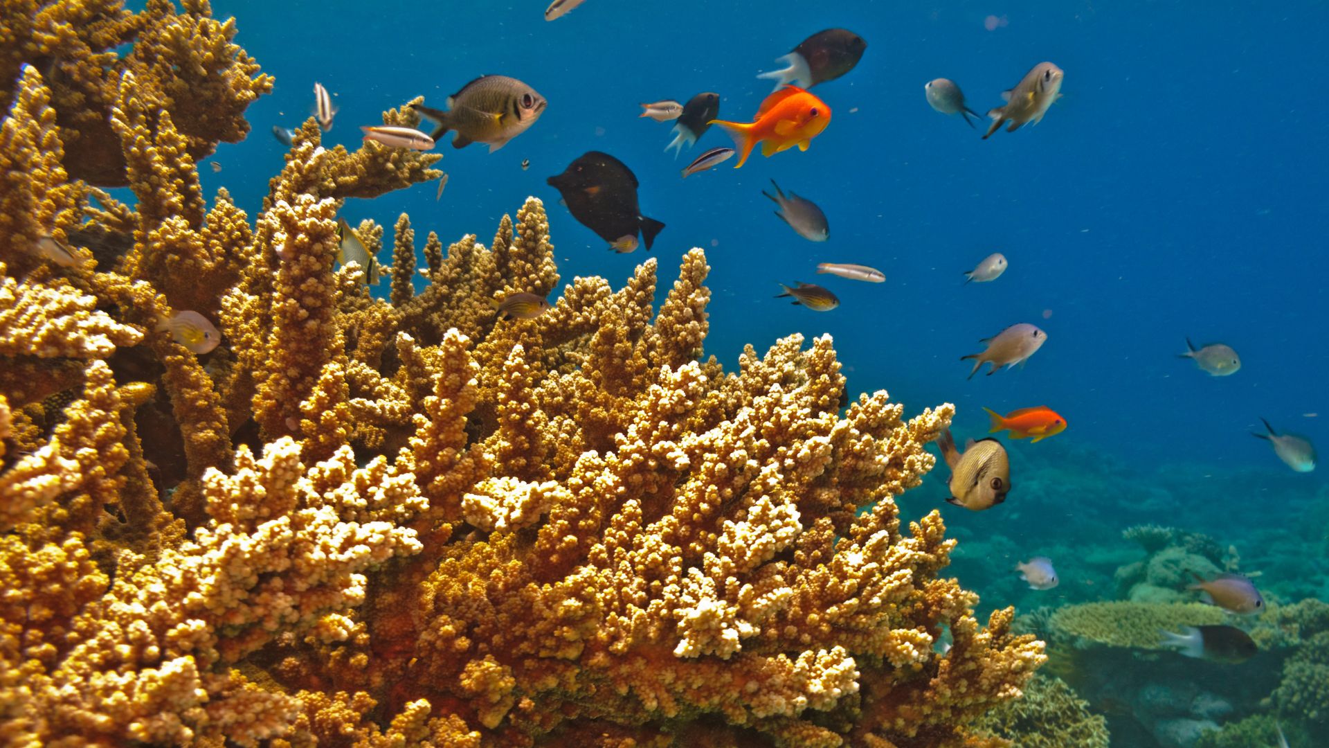Great Barrier Reef แนวปะการังที่ใหญ่ที่สุดในออสเตรเลีย