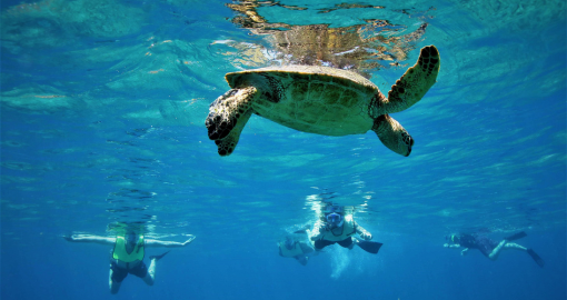Sea Turtle Snorkeling Hawaii