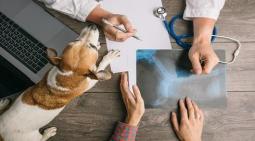 Arriba 69+ imagen carrera de veterinaria en estados unidos