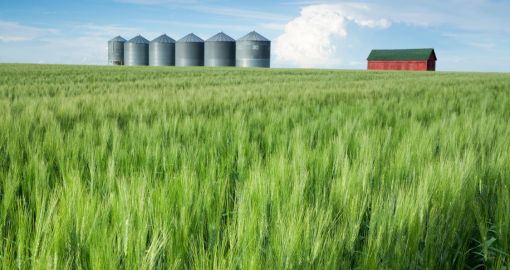 Saskatchewan wheat