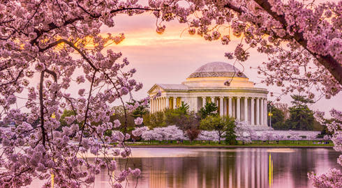 Washington, DC at the Tidal Basin and Jefferson Memorial during the spring cherry blossom season.
