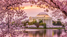 Washington, DC at the Tidal Basin and Jefferson Memorial during the spring cherry blossom season.
