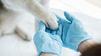  Veterinarian in latex gloves examining dog paw