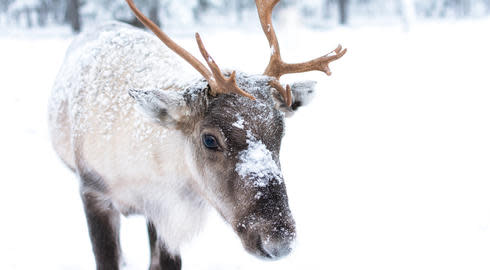 5 HAL SERU UNTUK DICOBA DI FINLANDIA