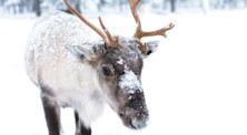5 HAL SERU UNTUK DICOBA DI FINLANDIA