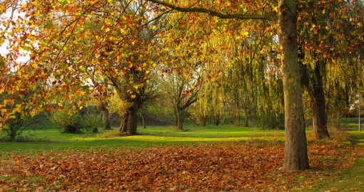 Chelmsford autumn