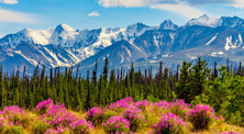 Yukon Snowy Mountain in the background with pink flowers and green trees in the foreground.