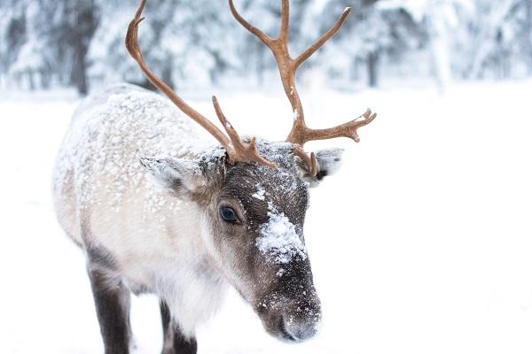 lapland in finland