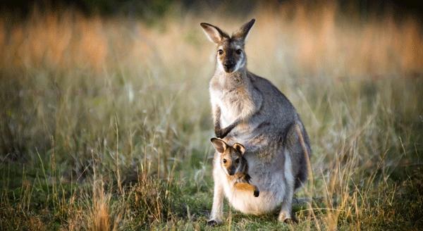 kangaroo