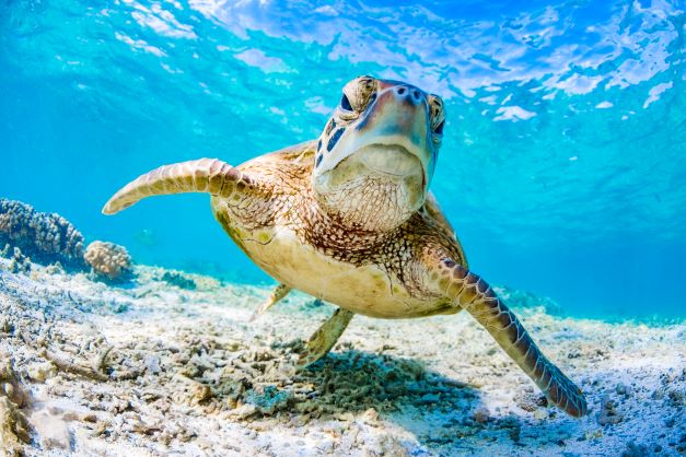 Sea turtle swimming at the bottom of a clear blue sea. 