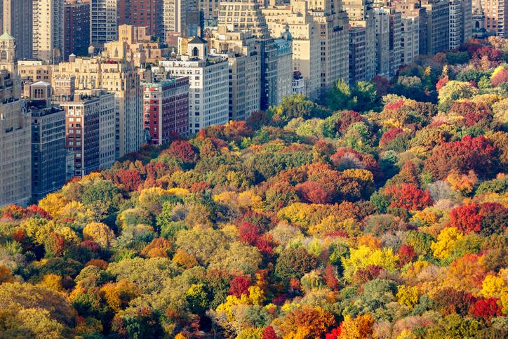Lots of lush green, red and yellow trees seen from above Central Park, all bunched together beside New York's tall buildings.