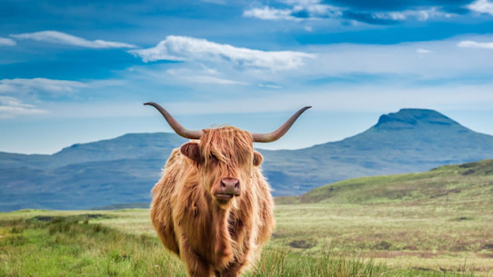Highland cow standing in a field with hills and blue sky behind