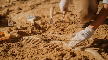 A palaeontologist digging up bones