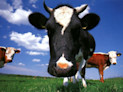 Animal husbandry courses for those who love farm animals