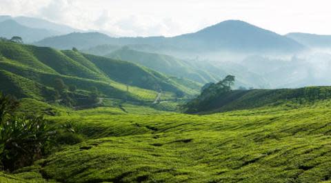 tea plantation Malaysia