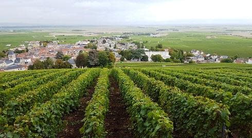 Sinh viên đi hái nho ở Pháp