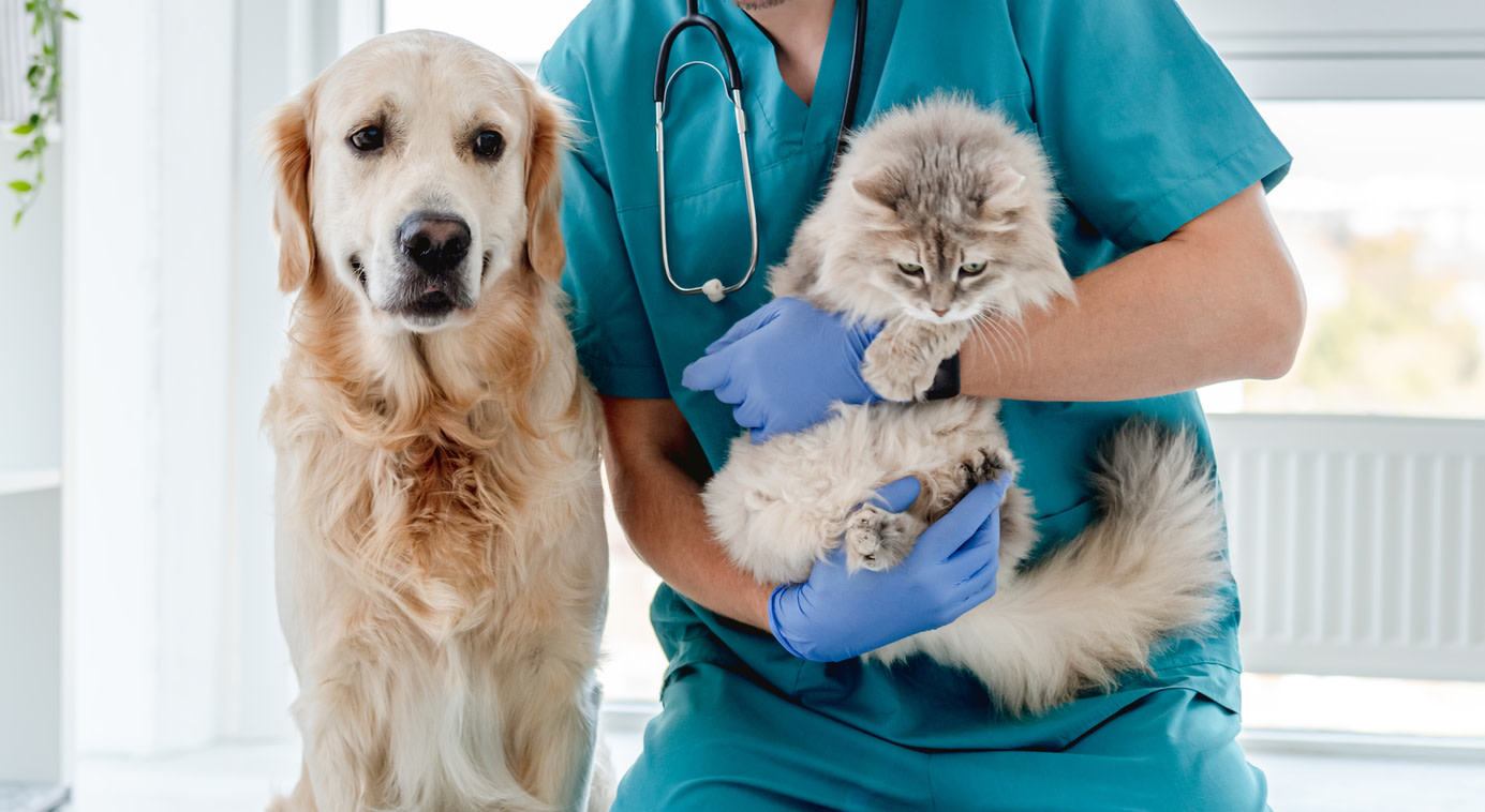 دراسة الطب البيطري في الخارج