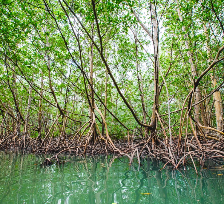 mangroves Oleta Park, Miami Florida