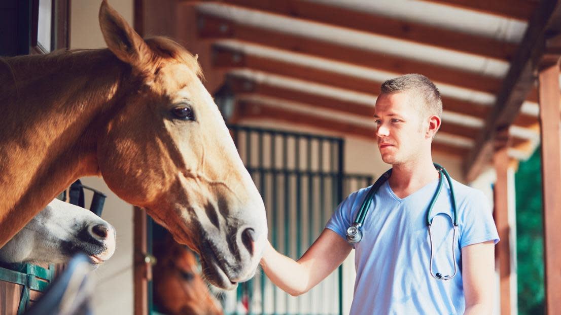 Veterinary medicine at the farm