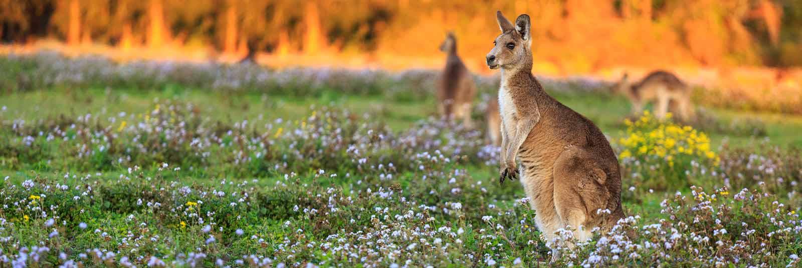 The Best Australian Cities for Higher Studies