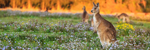 The Best Australian Cities for Higher Studies