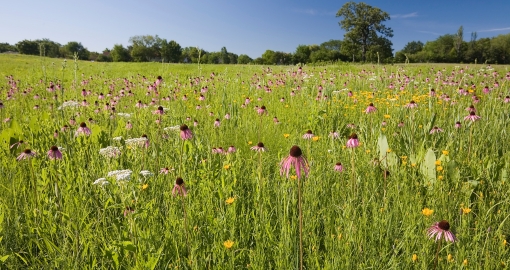 Illinois Prairie