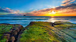 where do most Indian students study in New Zealand?