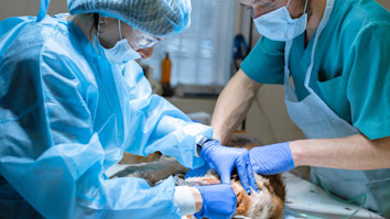 A vet dentist and anaesthesiologist in PPE cleaning teeth of an anaesthetised dog on an operating table