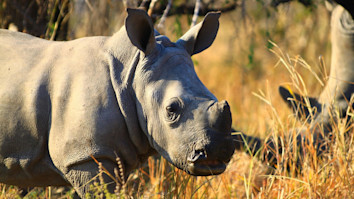 Rhino in the wild of South Africa